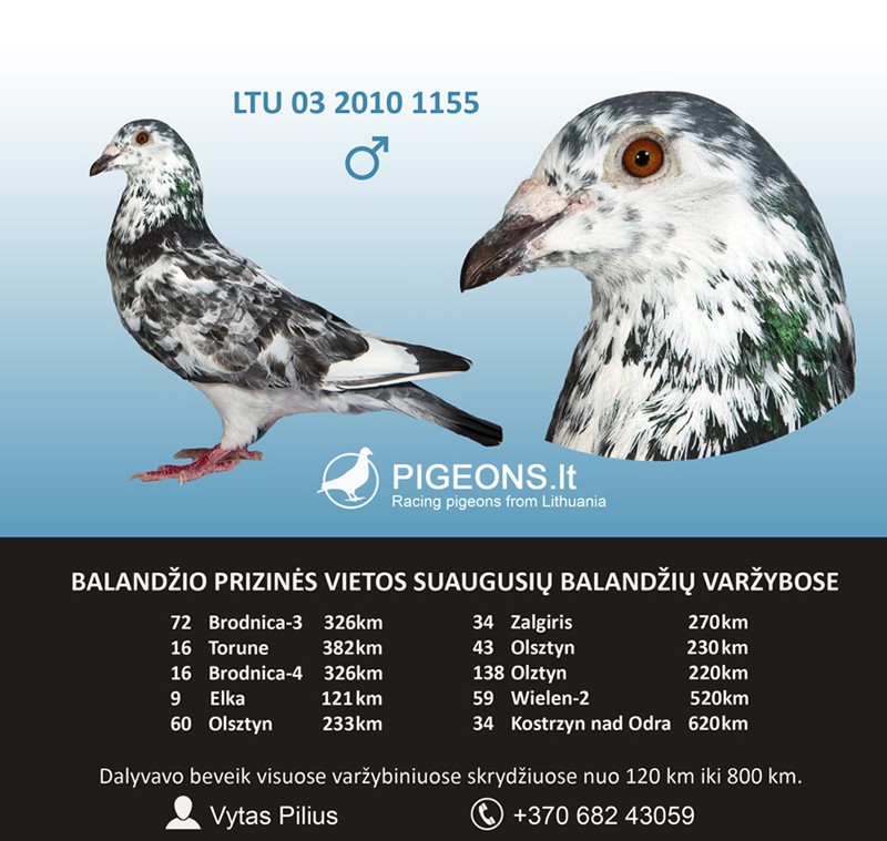 sportiniai-pašto balandžiai parduodami Vytas Pilius